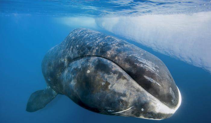 Il jazz delle balene artiche: così cantano i giganti del mare